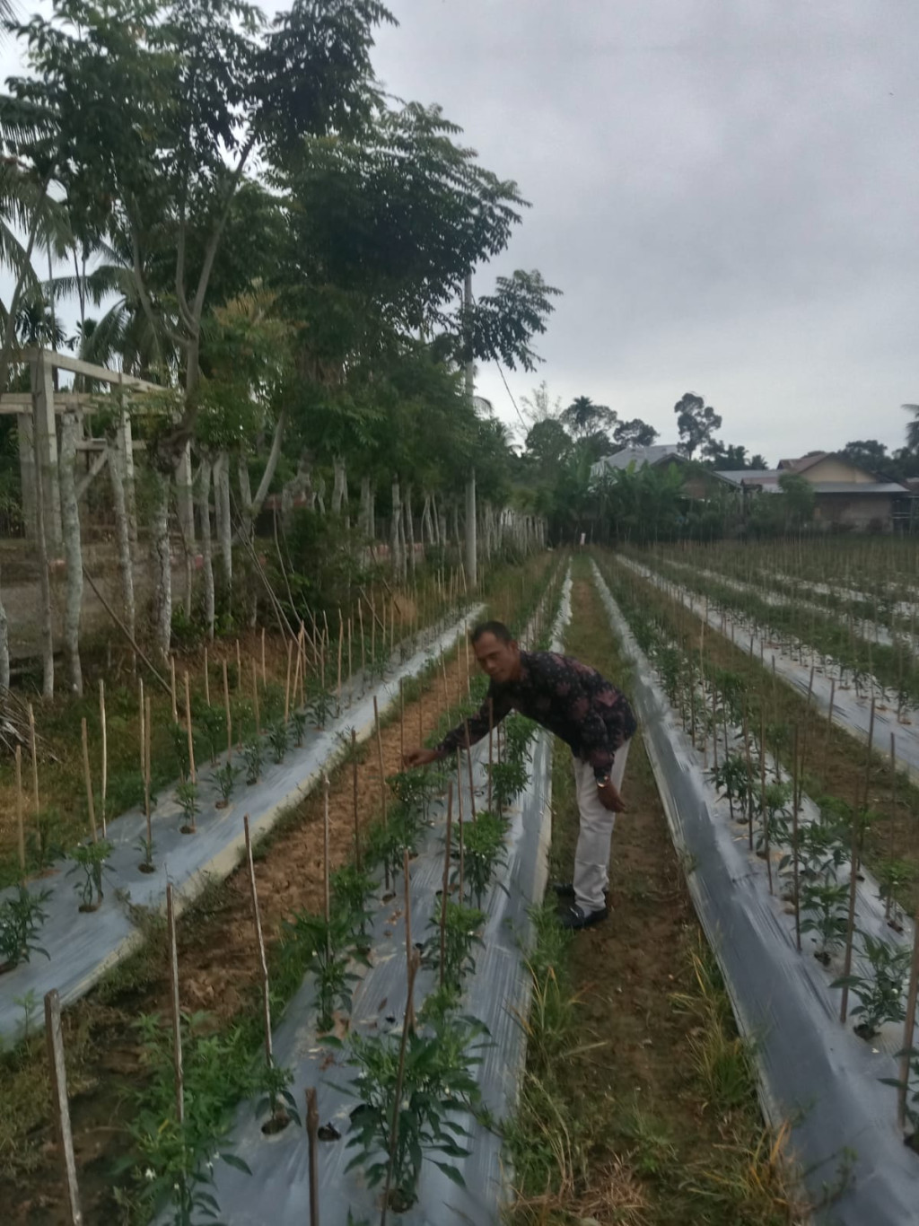 Kebun Cabai